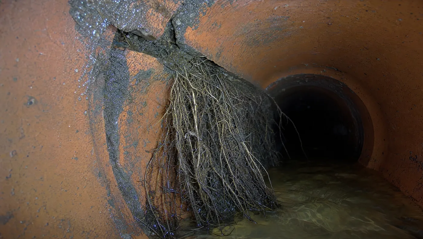 Wurzeln sind durch eine undichte Muffe in ein Steinzeugrohr gewachsen und hängen als dichter Bart in die Leitung